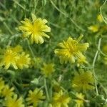 Lactuca sativa flower picture by Althéa VARIS (cc-by-sa)