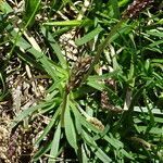 Plantago alpina habit picture by Fabien Anthelme (cc-by-sa)