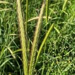 Hordeum bulbosum flower picture by Fabrizio Foschi (cc-by-sa)