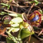 Ophrys speculum flower picture by jid (cc-by-sa)