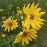 Helianthus grosseserratus flower picture by Anthony Godoy (cc-by-sa)