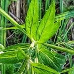 Epilobium palustre habit picture by Waldemar Zeja (cc-by-sa)