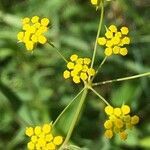 Bupleurum falcatum flower picture by Jan Baeteman (cc-by-sa)