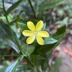 Ixanthus viscosus flower picture by Sastre Oriol (cc-by-sa)