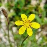 Sisyrinchium unguiculatum flower picture by Trap Hers (cc-by-sa)