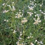 Erigeron philadelphicus habit picture by audrey duredon (cc-by-sa)