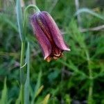 Fritillaria pyrenaica flower picture by Ononis Katherine (cc-by-sa)