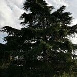 Cedrus deodara habit picture by Emmanuel Besnault (cc-by-sa)