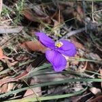 Patersonia sericea flower picture by Hem B (cc-by-sa)