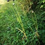 Allium sativum habit picture by Udo Herkommer (cc-by-sa)