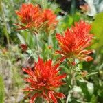 Castilleja miniata flower picture by Linda Lawliss (cc-by-sa)