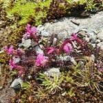 Pedicularis kerneri flower picture by Markus Feer (cc-by-sa)