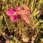 Silene dioica flower picture by Campoamor Ramon (cc-by-sa)