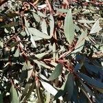 Eucalyptus steedmanii leaf picture by Rick Gall (cc-by-sa)