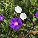 Ipomoea purpurea habit picture by philoup (cc-by-sa)