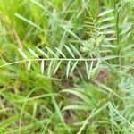 Vicia villosa leaf picture by hugo lenaert (cc-by-sa)