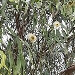 Eucalyptus globulus flower picture by Monteiro Henrique (cc-by-sa)