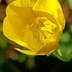 Ranunculus bulbosus flower picture by Frédéric Faure (cc-by-sa)