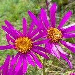 Senecio pulcher flower picture by Trap Hers (cc-by-sa)