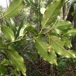 Ocotea meziana habit picture by Nelson Zamora Villalobos (cc-by-nc)