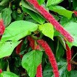 Acalypha hispida flower picture by Saenz Daniel (cc-by-sa)