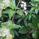 Pentas zanzibarica habit picture by Maarten Vanhove (cc-by-sa)