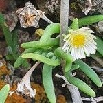 Delosperma nakurense fruit picture by susan brown (cc-by-sa)