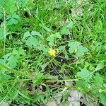 Oxalis stricta habit picture by PT (cc-by-sa)