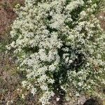 Clematis flammula habit picture by Serge Fournier (cc-by-sa)