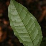 Mouriri sagotiana leaf picture by Jean-François Molino (cc-by-sa)