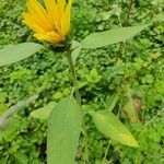 Helianthus petiolaris leaf picture by Holly Nobles (cc-by-sa)