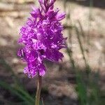 Dactylorhiza sudetica flower picture by Ola Barczak (cc-by-sa)