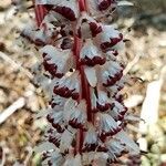 Allotropa virgata flower picture by Ethan Greer (cc-by-sa)