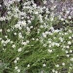 Saxifraga granulata habit picture by Jean Deschâtres (cc-by-sa)