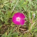 Callirhoe involucrata flower picture by Jackson Campbell (cc-by-sa)