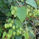 Humulus lupulus fruit picture by Pascal Huguenin (cc-by-sa)