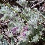 Thymus dolomiticus leaf picture by Stéphane Mars (cc-by-sa)