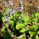 Veronica officinalis flower picture by Benjamin Poirot (cc-by-sa)