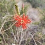 Silene laciniata flower picture by Michael Cleary (cc-by-sa)