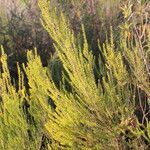 Erica scoparia habit picture by Thomas Guiraud (cc-by-sa)