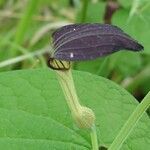 Aristolochia rotunda flower picture by Manuëlle (cc-by-sa)