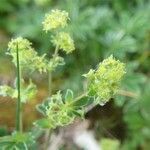 Alchemilla alpigena flower picture by huy HO (cc-by-sa)