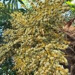 Trachycarpus fortunei fruit picture by Vass Miroslav (cc-by-sa)