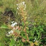 Plumbago zeylanica habit picture by susan brown (cc-by-sa)