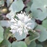 Hydrocotyle callicephala flower picture by Trap Hers (cc-by-sa)