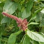 Amaranthus caudatus fruit picture by Roberto Alberton (cc-by-sa)