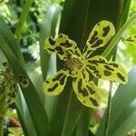 Grammatophyllum speciosum flower picture by Robert Nasi (cc-by-sa)