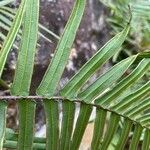 Pteris vittata leaf picture by laurent00031 (cc-by-sa)