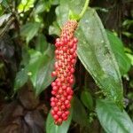 Anthurium bakeri fruit picture by Rojas Joseph45 (cc-by-sa)