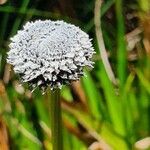 Eriocaulon volkensii flower picture by susan brown (cc-by-sa)